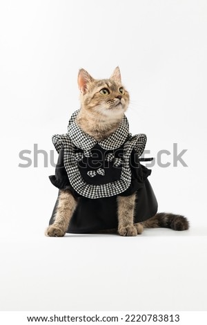 Professional Cat and Dog fashion photos