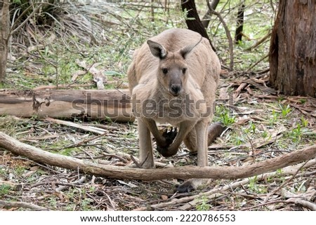 the male western grey kangaroo is large and muscular