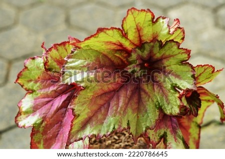 Begonia is a genus of perennial flowering plants in the family Begoniaceae. Some species are commonly grown indoors as ornamental houseplants in cooler climates. Selective focus