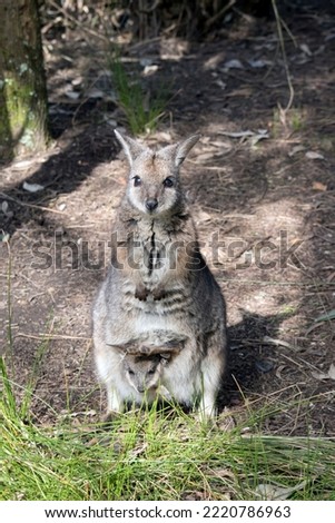 the tammar wallaby has a joey in her pouch his head and legs are sticking out