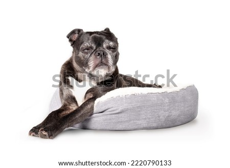 Isolated black dog sleeping in dog bed. Full body of senior dog lying comfortable with paws stretched out and closed eyes. 9 years old female boston terrier pug mix. Selective focus. White background. Royalty-Free Stock Photo #2220790133