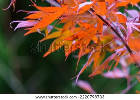 Pictures of Reddish Autumn Leaves