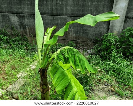 tree banana for indonesia view
