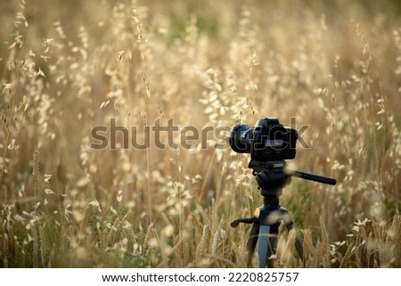 Photoshooting during the sunset in the wheat field.