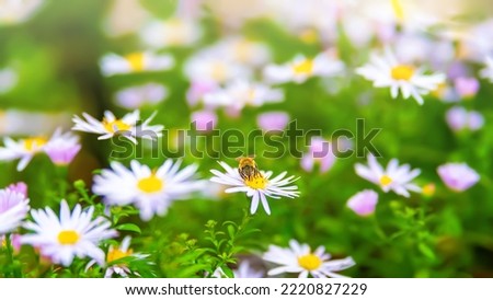 Flowers Asters. Bees on flowers. Flower bed. Asters bloom in autumn. Selective soft focus. Shallow depth of field