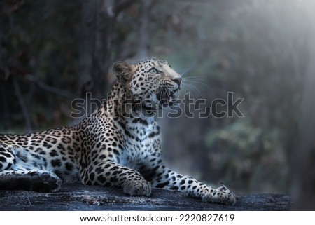 A beautiful and attractive picture of a leopard with its beautiful colors and spots on its skin, it is wonderful and distinctive