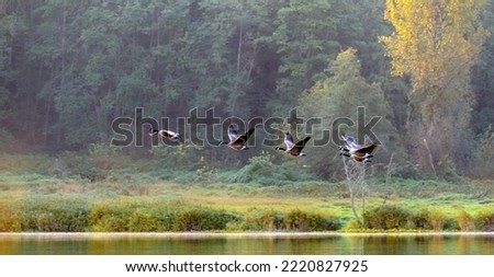 Canada geese start their migration journey to the south