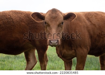 Brown cows on a grass field. 