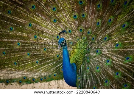 peacocks beatiful picture bird photography