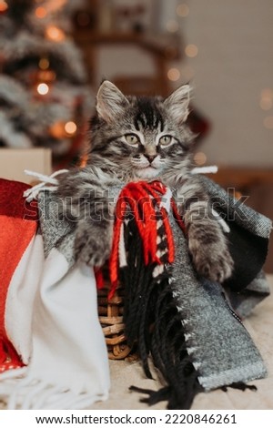 a cute gray kitten is sitting in a basket and a blanket at home in the evening against the background of a Christmas tree, vertical photo. New Year's card, year of the cat. High quality photo