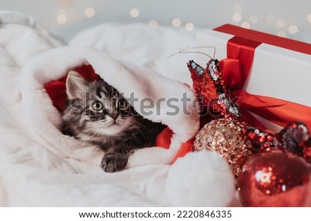 a cute gray kitten is lying in a white bed in a Santa hat with red Christmas gifts. Christmas card, symbol of the year. High quality photo