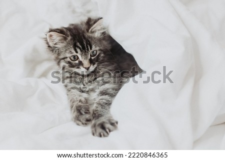 a cute gray kitten is lying next to a bed with white cotton bedding. Pets at home. High quality photo