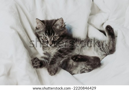 a cute gray kitten is lying next to a bed with white cotton bedding. Pets at home. High quality photo