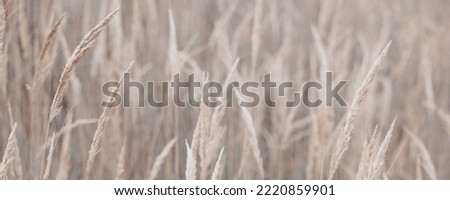 Pampas grass in autumn. Natural background. Dry beige reed. Pastel neutral colors and earth tones. Banner. Selective focus. Banner