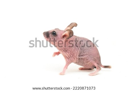 Cute dwarf Hairless hamster isolated on white background