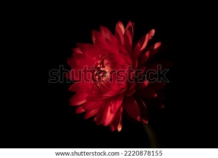 Red flower with black background.