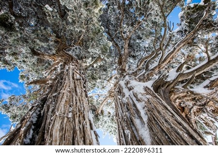Winter landscape in Grand Canyon National Park, United States Of America Royalty-Free Stock Photo #2220896311