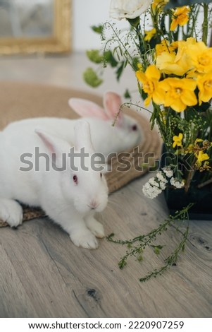 This is a photo of Easter Bunnies