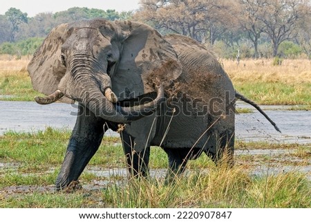 Elephant cooling itself down in the Okavango delta