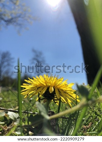 An incredible close up picture of daisies and dandelions
