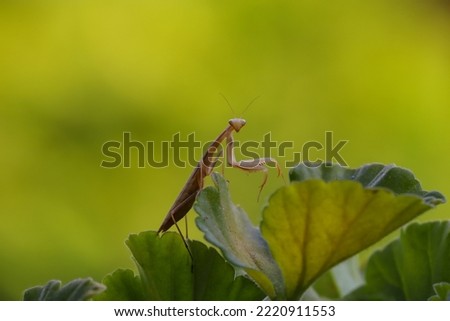 European mantis (Mantis religiosa) on geranium leaves Royalty-Free Stock Photo #2220911553