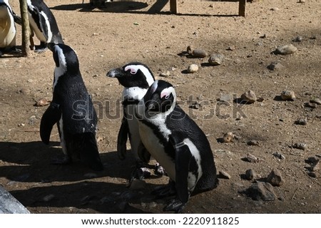 Penguins - wildlife animals - birds, high resolution picture