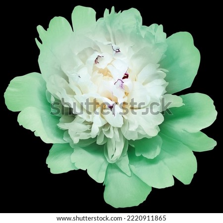 Green  peony flower  on  black  isolated background with clipping path.  Closeup.   For design.   Nature.