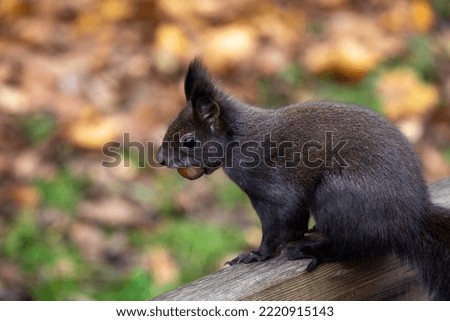 black squirrel looking for food