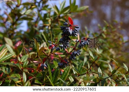 Berberis bush with purple berrier. Autum realistic outdoor photography