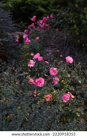 Autumn drying pink roses. Fall seasonal photography