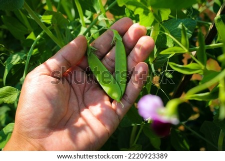 Hand holding pea plant on tree are ready to harvest by Indonesia local farmer in the fields. Agriculture, vegetable, and organic farm concept background.