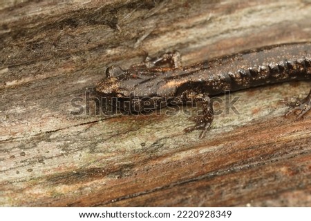 Closeup on a sub-adult , juvenile Clouded salamander, Aneides ferreus sitting on redwood in Northern California