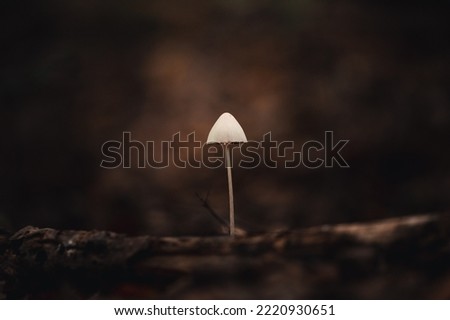mushroom shining in the light