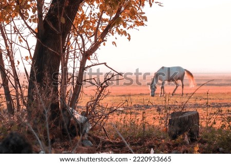 Horse grazing on the grassy plains of eastern Turkey. Lowland landscape at sunset.