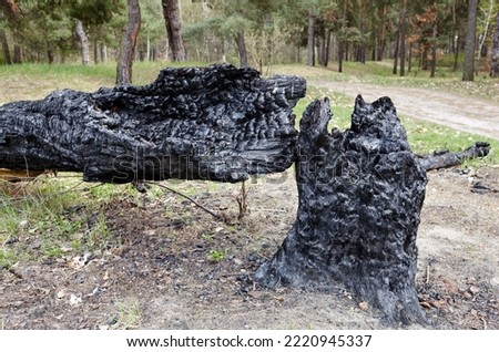 A burnt tree from a lightning strike. Tree trunk in the forest after a fire destroys. Selective focus Royalty-Free Stock Photo #2220945337