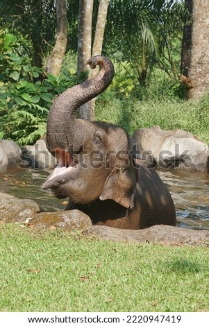 Elephant activity during the day in nature