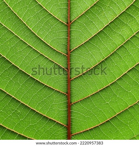 close up green leaf texture, leaf of Red Vein Kratom ( Mitragyna speciosa (Korth.) Havil. )