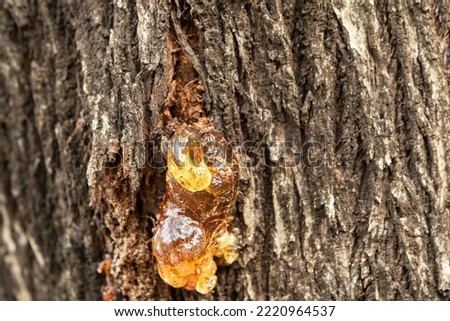 Macro of resin on a tree trunk. Gum on a bark wound to stop the lymph from escaping Royalty-Free Stock Photo #2220964537