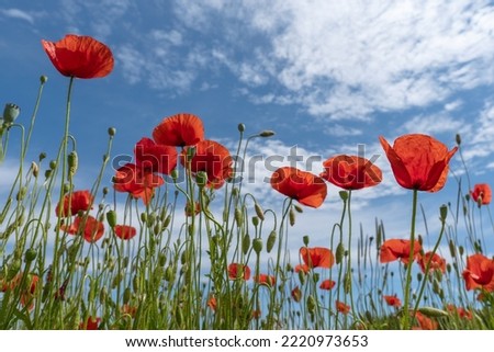 Flowering red corn poppies with green buds and capsules from below against the blue white sky