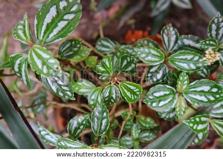 Close-up of the beautiful leaves of an aluminum plant or Pilea cadierei. Beautiful natural textured of green and white leaf spots.
