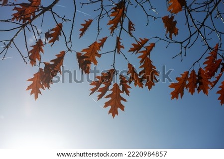 A falling tree with brown leaves about to fall. autumn in nature. Natural light, selective focus.