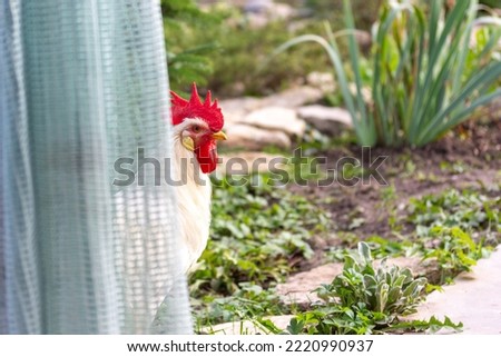a young white cockerel with a red comb graze in a rural yard peeked out from behind a green curtain