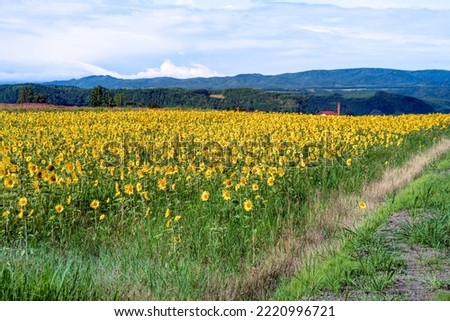 Vast sunflower field in Japan