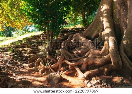 A dreamlike picture of the roots of a huge ancient tree mixed up with each other and a path winding in an arc and going into the distance among the greenery