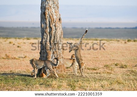 Cheetah(s) in Masai Mara National Park Royalty-Free Stock Photo #2221001359