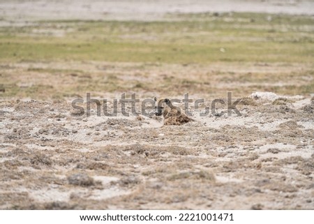 Hyena(s) in Amboseli and Masai Mara National Park