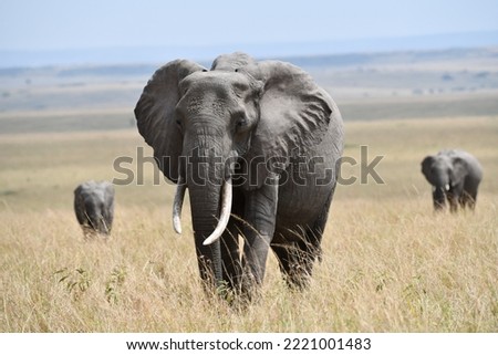 Elephant(s) in Amboseli and Masai Mara National Park Royalty-Free Stock Photo #2221001483