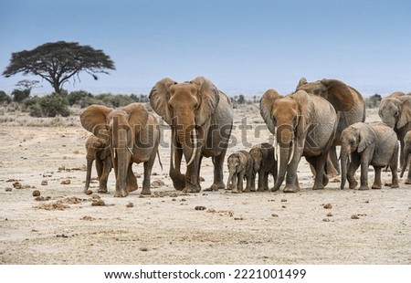 Elephant(s) in Amboseli and Masai Mara National Park Royalty-Free Stock Photo #2221001499