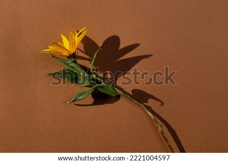 Modern boho with yellow flower boho with hard shadow for decorative design. Trendy style. Beautiful floral background.