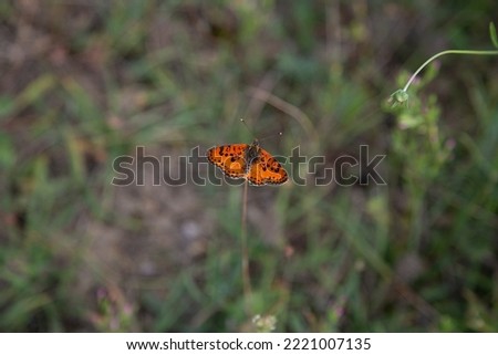 Photo of orange butterfly in nature.